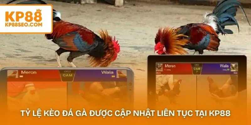 Tỷ lệ kèo đá gà hấp dẫn được cập nhật liên tục tại KP88